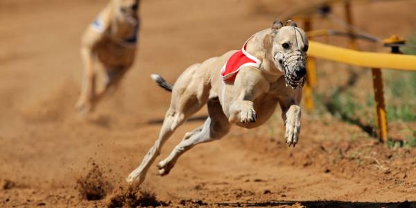 dogs running a race