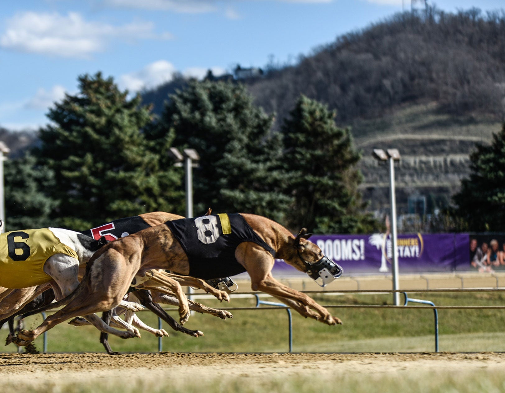 WI Greyhounds